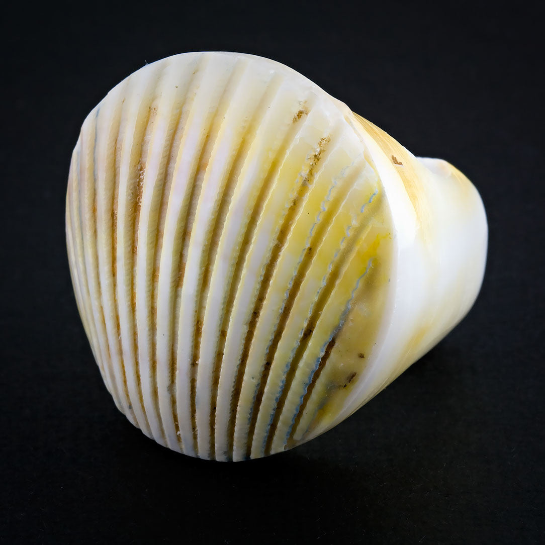 Seashell Ring - Golden Fan (Size 7 & 9)