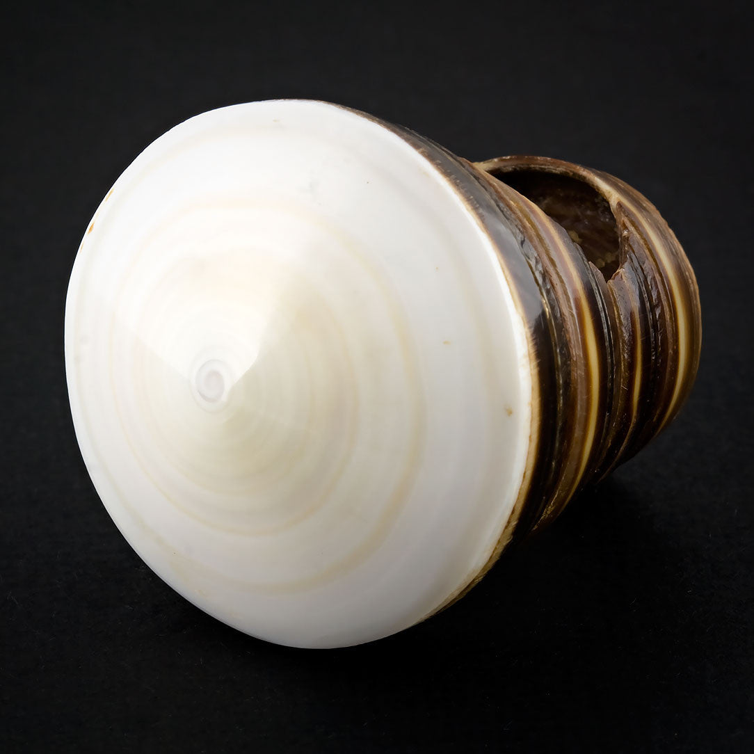 Sand Seashell Ring - White Spiral
