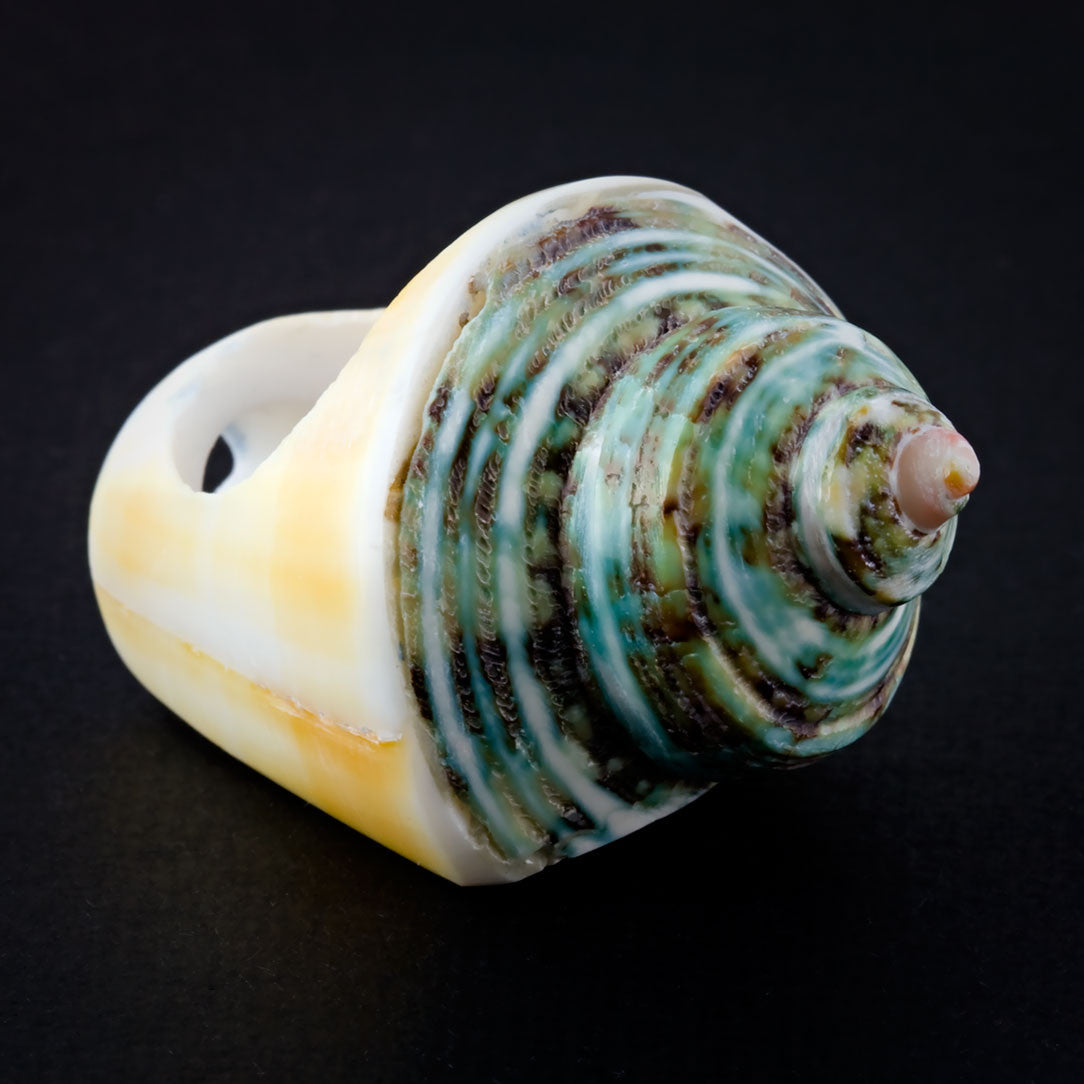 Coned Seashell Ring - Green Spiral