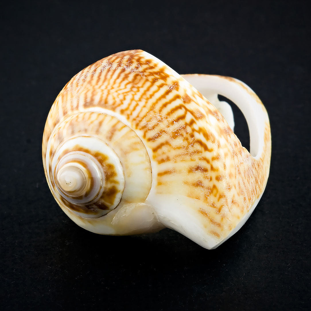 Coned Seashell Ring - Spotted Omaria