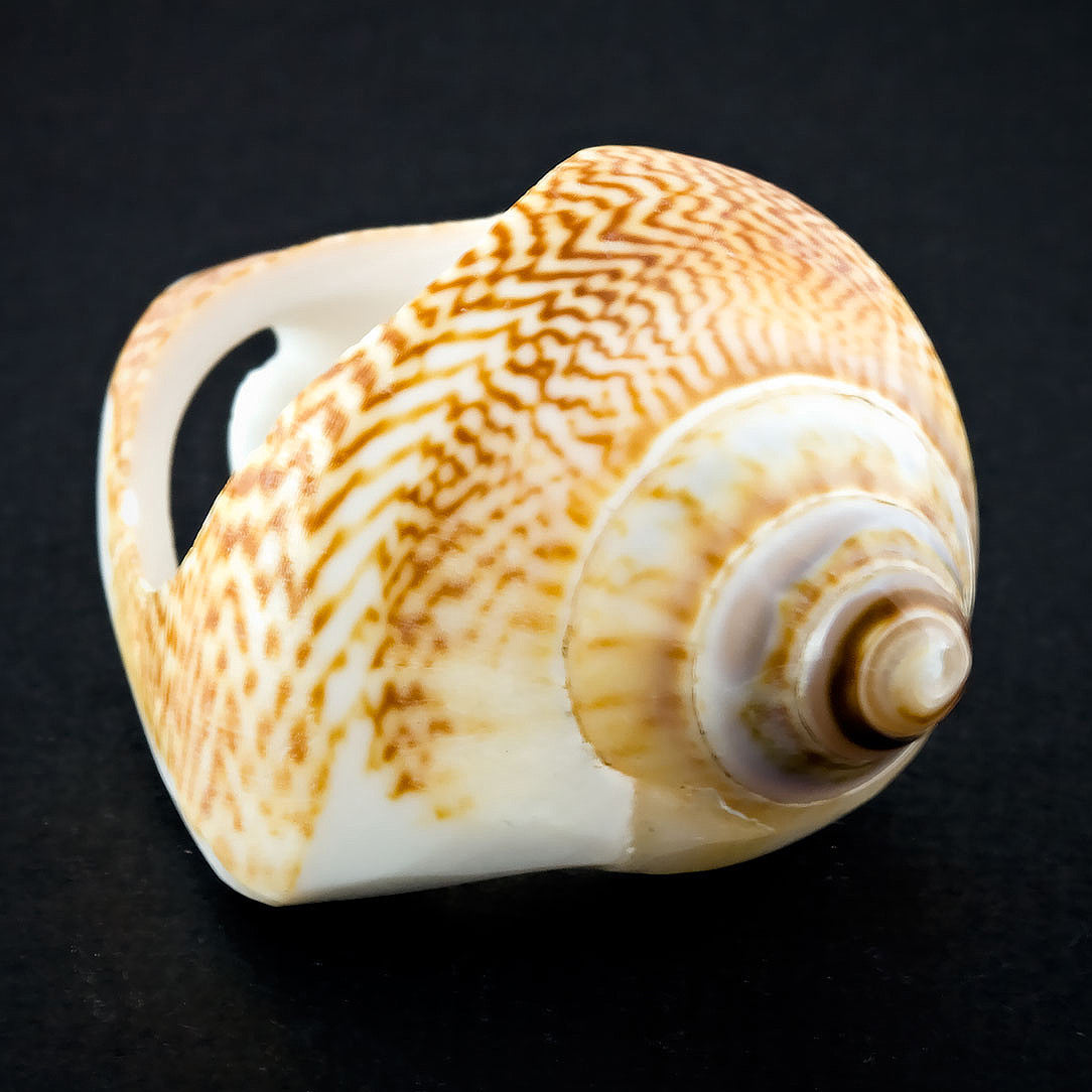 Coned Seashell Ring - Spotted Omaria
