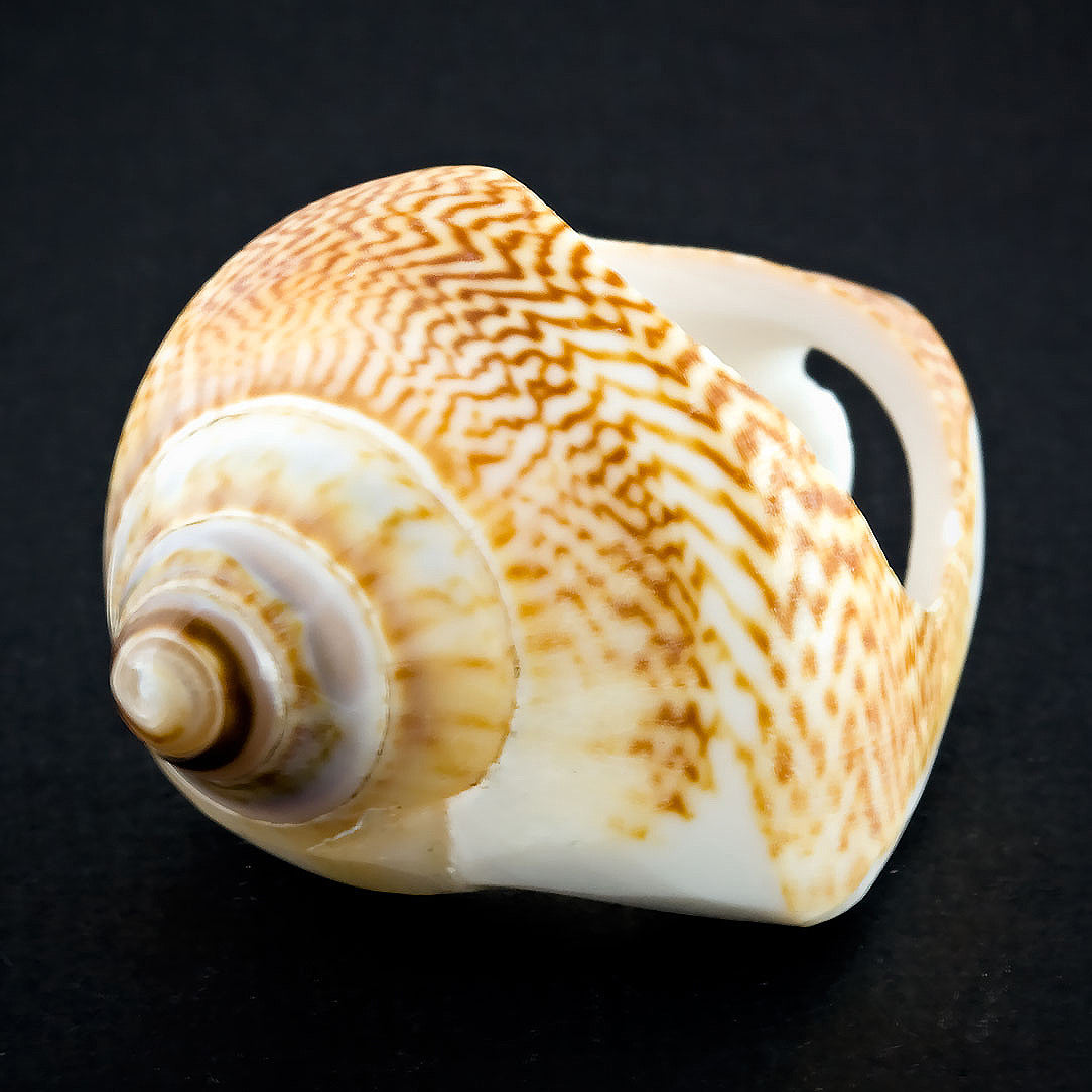 Coned Seashell Ring - Spotted Omaria